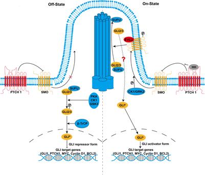 The Emerging Role of Hedgehog Signaling in Viral Infections